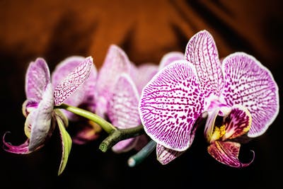 purple orchid