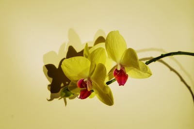 yellow-orchid